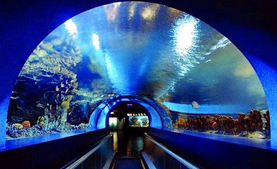 上海海洋水族馆,都市观光一日