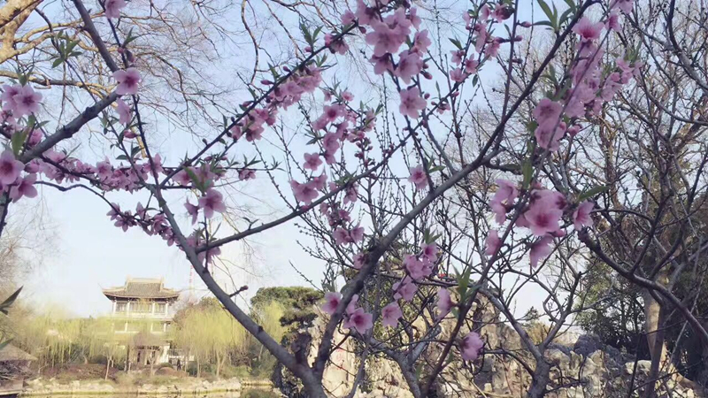 【西施桃花节】无锡蠡园西施桃花节,三国城一日