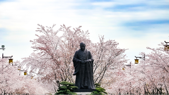 大明寺樱花节