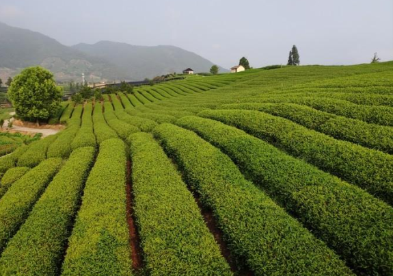 松阳大木山茶园